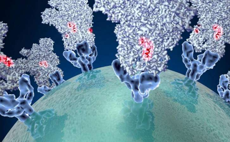 电子显微镜捕获冠状病毒用于进入细胞的结构快照