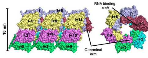 汉坦病毒蛋白的结构作为药物设计的有前途的模型