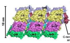 汉坦病毒蛋白的结构作为药物设计的有前途的模型