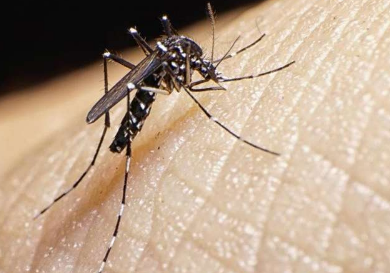华盛顿特区发现能够携带寨卡病毒的蚊子