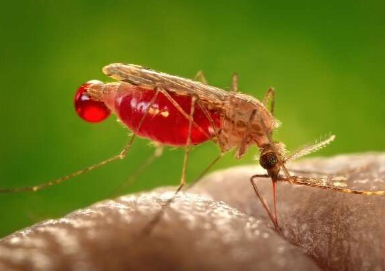 交配的雌性蚊子更可能传播疟疾寄生虫