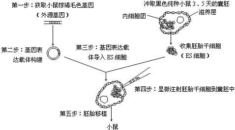 使用移植的干细胞在小鼠胚胎中生长功能齐全的肺