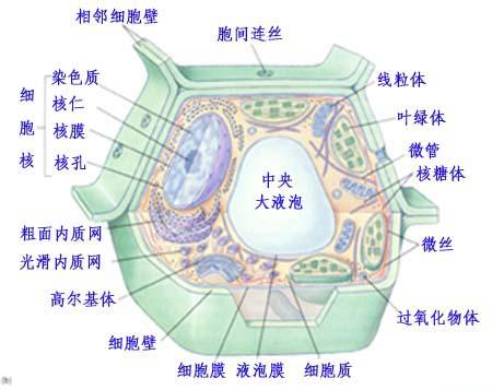 细胞如何在发展为特定细胞的同时忘记过去