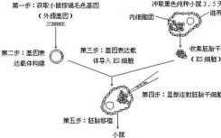 使用移植的干细胞在小鼠胚胎中生长功能齐全的肺