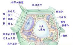 细胞如何在发展为特定细胞的同时忘记过去