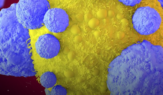 肌酸为抵抗癌症而武装T细胞