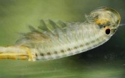 微小水生动物产生的化学物质使血吸虫寄生虫瘫痪