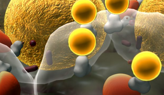 IL-6和IL-2相互作用显示影响T卵泡辅助细胞的发育
