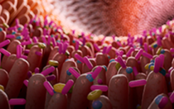 生物信息学工具跟踪使用抗生素后肠道菌群的变化