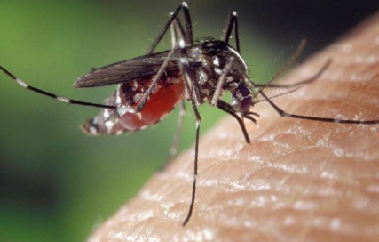 新工艺利用男性肠道微生物组中的细菌杀死蚊子幼虫