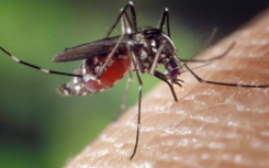 新工艺利用男性肠道微生物组中的细菌杀死蚊子幼虫