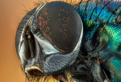 一项新的研究发现 医院的昆虫可能会对细菌有害