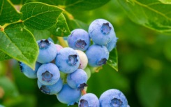 每天吃蓝莓降低心血管疾病的风险 