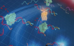 新的DNA扩增技术在体温下起作用