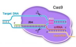 CRISPR系统确保哺乳动物中只有雌性后代