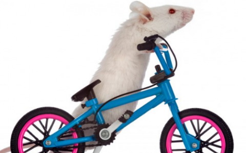 酵素补充剂使小鼠保持年轻并延长寿命