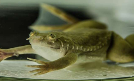 研究人员发现驱动青蛙性别分化的遗传机制发生了显着变化