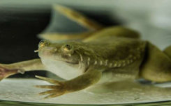研究人员发现驱动青蛙性别分化的遗传机制发生了显着变化