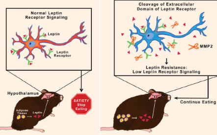 研究人员发现导致瘦蛋白抵抗现象的破坏性机制