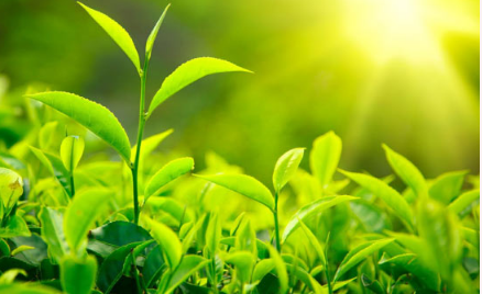 绿茶多酚有助于治疗性RNA进入细胞内