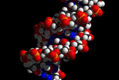 突破性的粘着素研究描述了折叠基因组的分子动力