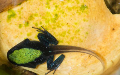 母性毒蛙为孕产妇大脑提供了亮点