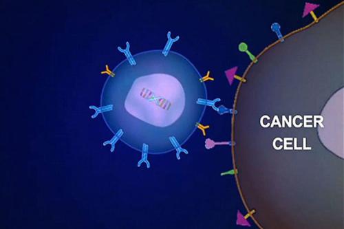 CAR T细胞疗法获准用于治疗某些B细胞急性淋巴细胞白血病的儿童和青少年