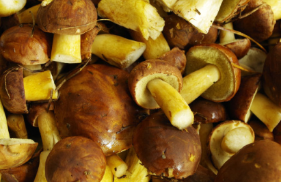 蘑菇中含有具有抗衰老潜力的强大抗氧化剂