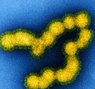 研究 仅通过呼吸即可传播流感病毒