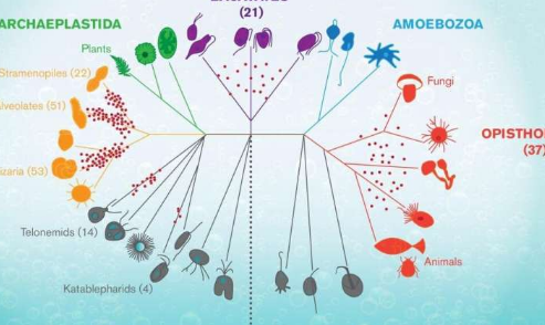 水生微生物为生命史提供了重要的窗口