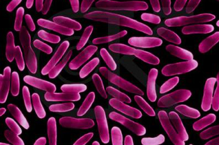 研究人员解读了大肠杆菌中细胞色素bd氧化酶的分子结构
