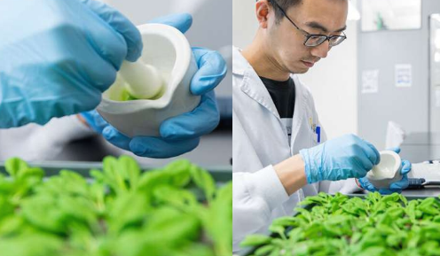 植物免疫信号传导中间物的发现可能导致更多抗虫作物