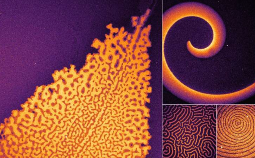 科学家剖析并重新设计基于蛋白质的图案形成