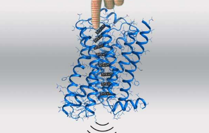 EPFL科学家已经开发出一种计算方法 可以建模和设计蛋白质变构