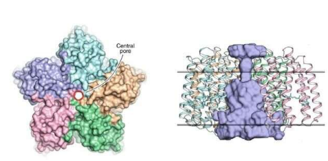 科学家揭示病毒视紫红质的结构