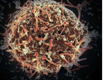 研究人员介绍了埃博拉疫苗试验的内部工作原理