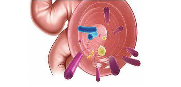 研究人员发现志贺氏菌在肠道转运中的早期依从性步骤