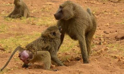 性传播疾病降低了雌性狒狒交配的意愿