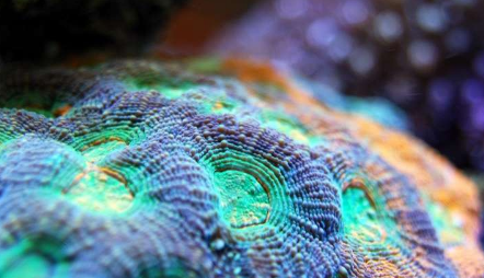 新的eDNA工具研究可帮助科学家发现深海珊瑚