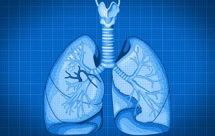 利用肺部细胞蓝图 研究人员期待器官再生