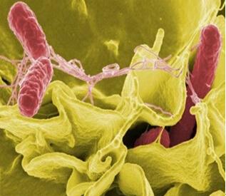 神经系统不仅可以检测沙门氏菌 还可以保护人体免受沙门氏菌的侵害