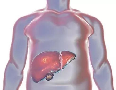 新创公司旨在防止肝脏移植后与再灌注相关的器官损伤
