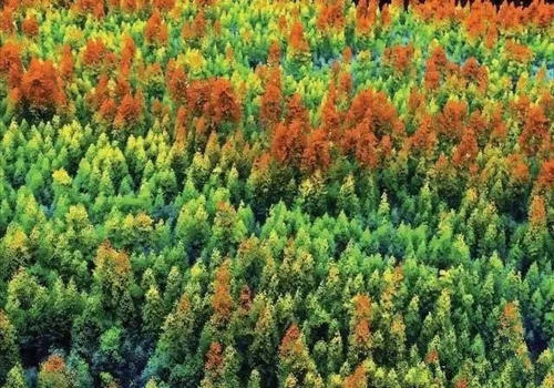 研究人员发现一些森林对于缓解气候变化 生物多样性至关重要