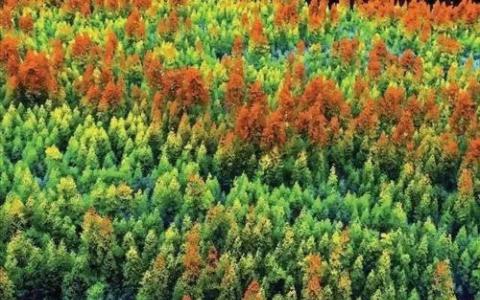 研究人员发现一些森林对于缓解气候变化 生物多样性至关重要