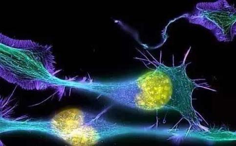 研究揭示了神经母细胞瘤转移中的影响因素
