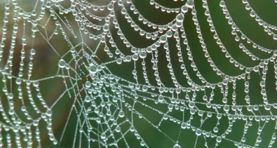 蜘蛛球网中的猎物检测数学