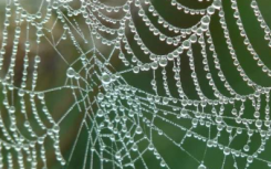 蜘蛛球网中的猎物检测数学