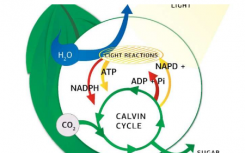 生物学家开发了用于分析体内光合作用的新模型