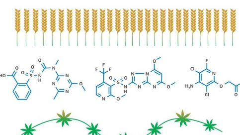 科学家开发出一种将冬小麦单产提高46-60％的方法