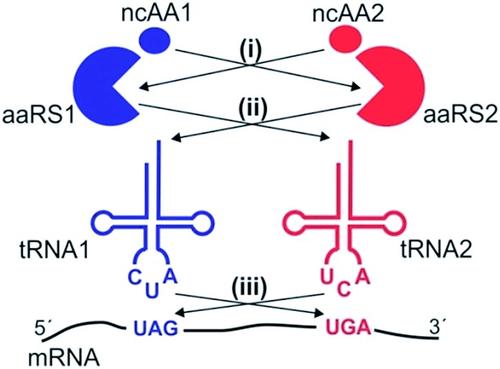 Start Codon和One Nucleus携手实现英国生命科学集群的成功